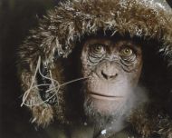 Steve Zahn from the movie WAR FOR THE PLANET OF THE APES - (Earn 3 reward points on this item worth £0.57)